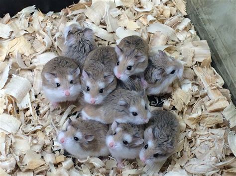 hamster stuff at petsmart|petsmart dwarf hamsters for sale.